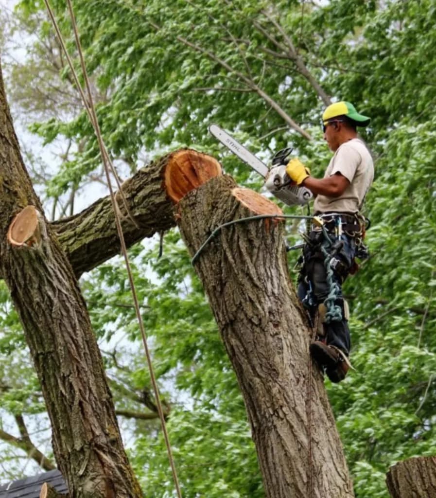 Arborist cutting a tree safely